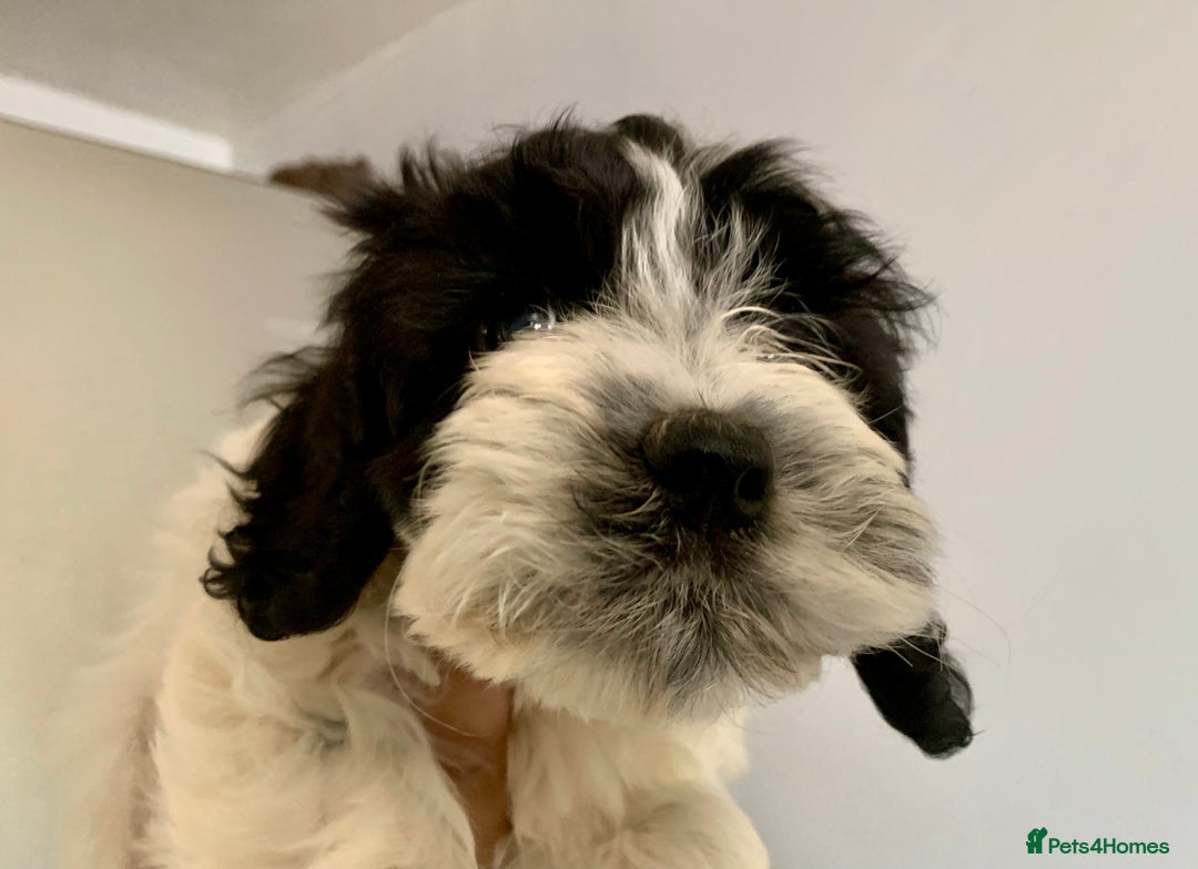 Cockapoo dogs for sale: F1 Cockapoo Puppies. READY NOW - Image 6