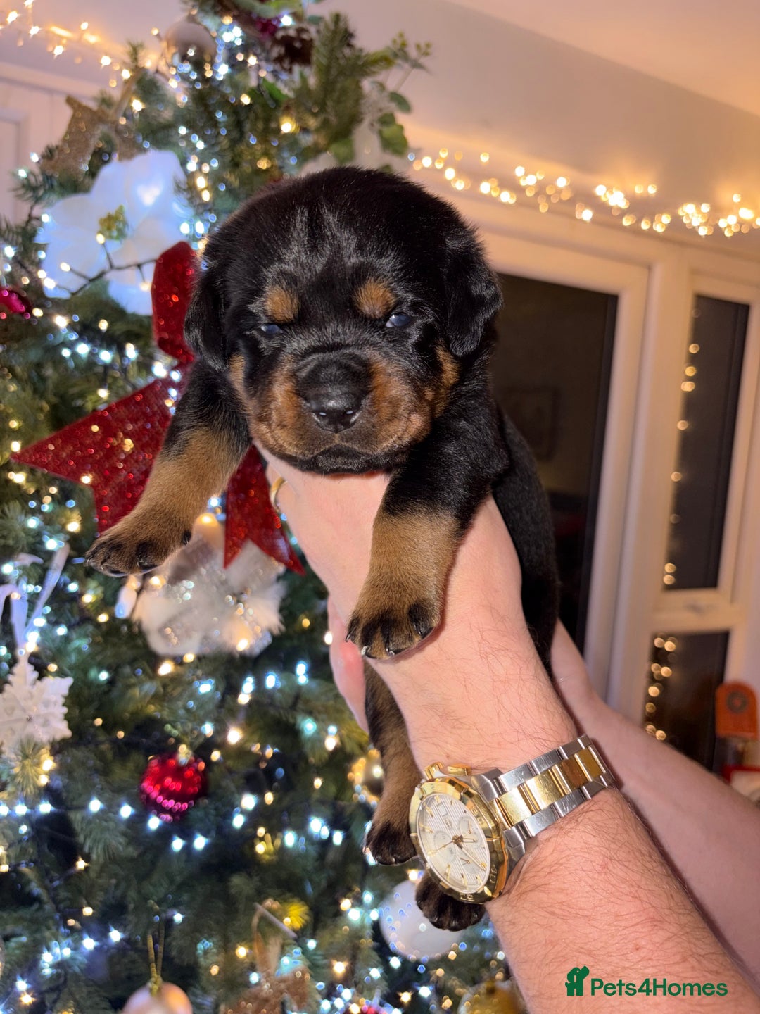 Rottweiler dogs for sale: KC Rottweiler puppies  - Advert 32