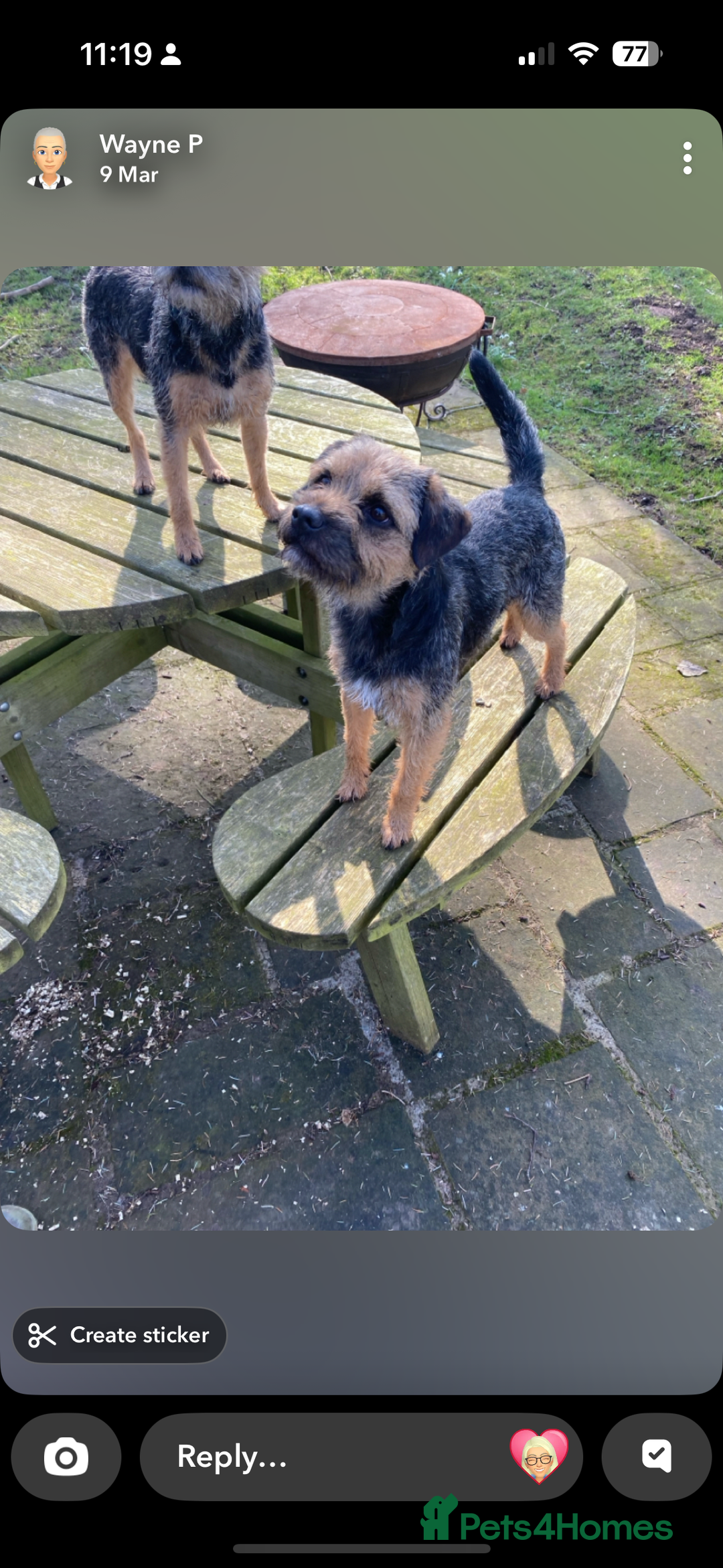 Border Terrier dogs for sale: Border Terrier - Image 6