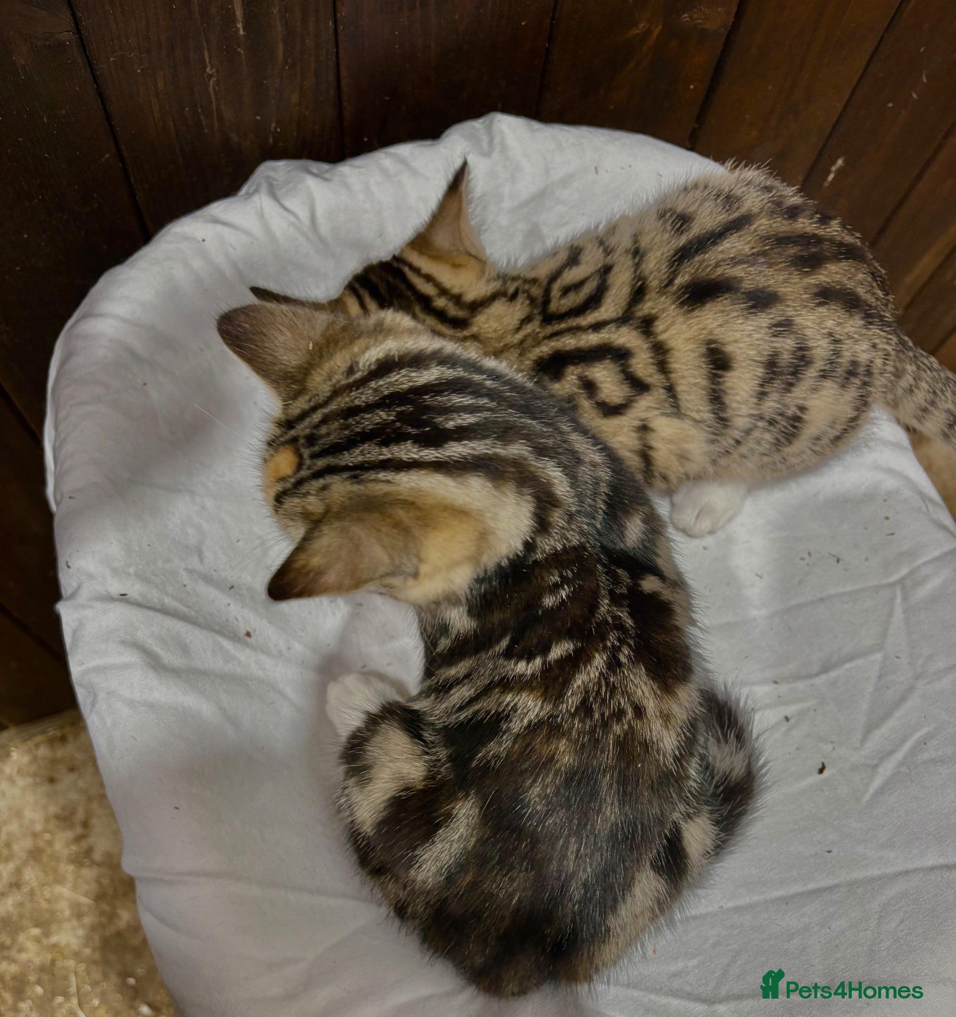 Mixed Breed cats for sale: BEAUTIFUL PART SIBERIAN TIGER STRIPED BABIES  - Advert 10