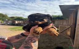 Rottweiler dogs for sale: beautiful pedigree rottweilers  - Image 4