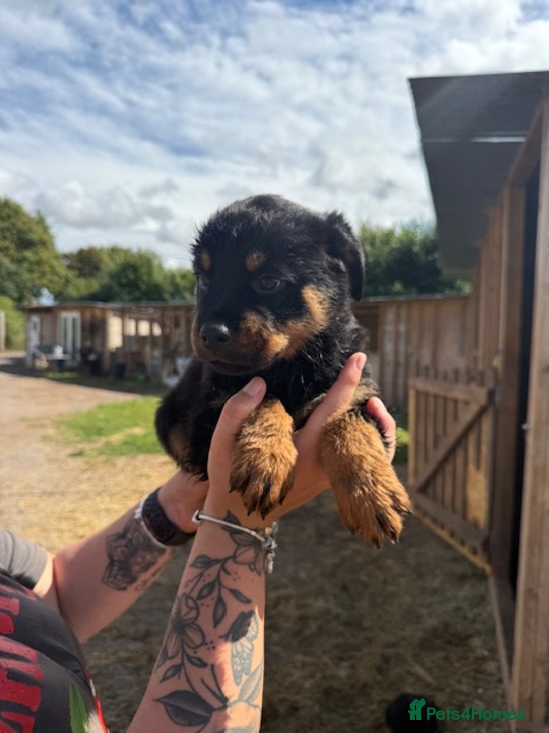 Rottweiler dogs for sale: beautiful pedigree rottweilers  - Image 4