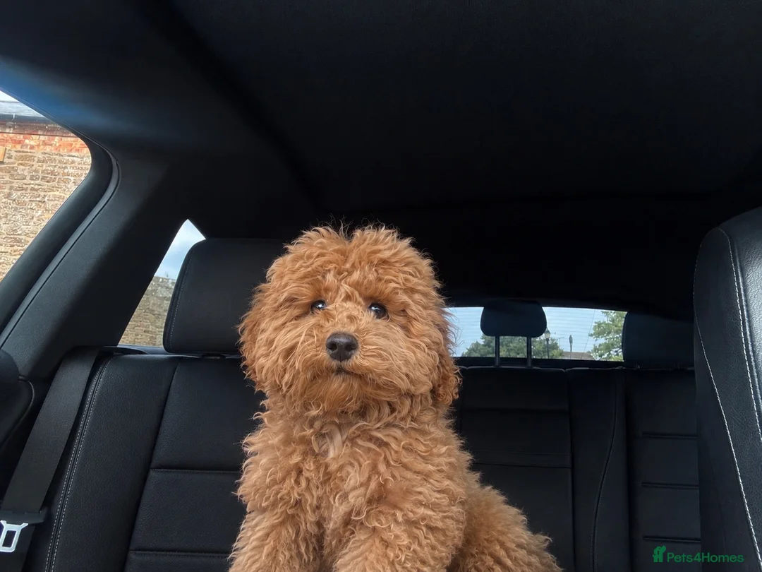 Toy Poodle dogs for sale: Toy poodle for sale  - Advert 2