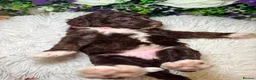 Bernedoodle dogs for sale: F1b health tested bernedoodle pups - Advert 15