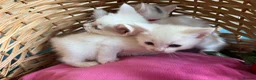 Ragdoll cats for sale: Ragdoll x ragdoll bsh male and female £275 8wk - Advert 8