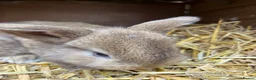 Mixed Breed rabbits for sale: Rabbit  in Attleborough - Advert 2