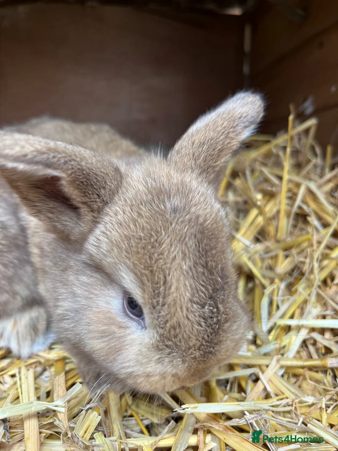 Mixed Breed rabbits for sale: Rabbit  in Attleborough - Advert 2