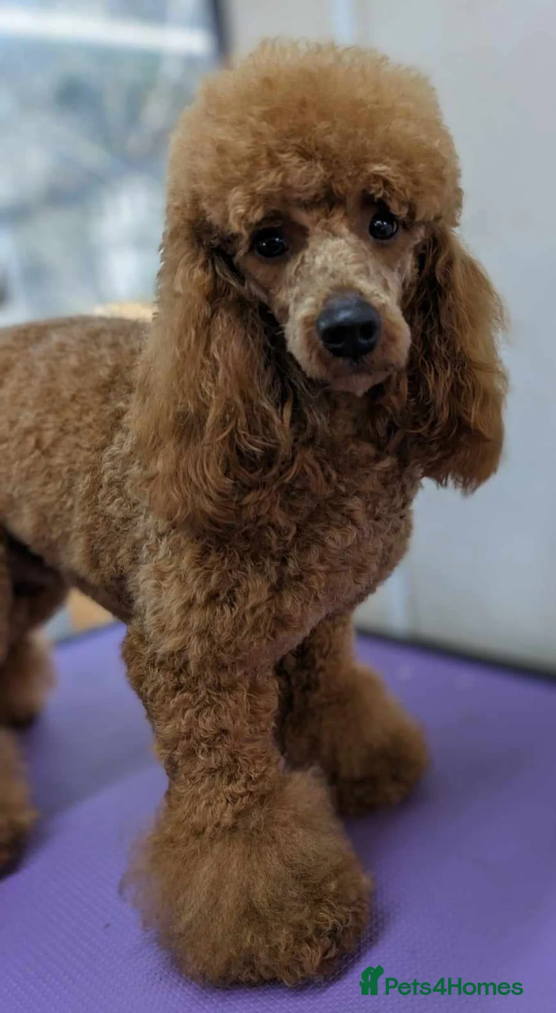 Miniature Poodle dogs for stud: Beautiful Beocca in Pontypool - Advert 2