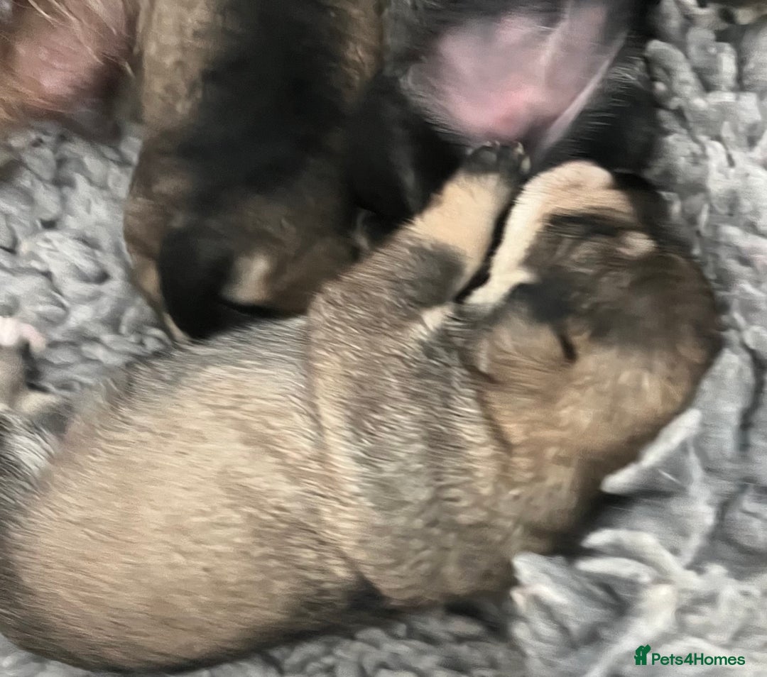 Miniature Schnauzer dogs for sale: Home reared bundles of love - Image 5