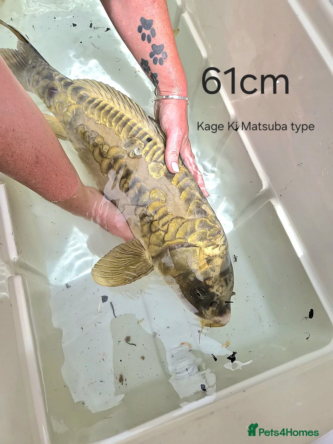 Koi Carp fish for sale: Koi carp mixed variety  in Barnet - Advert 2