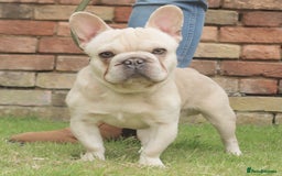 French Bulldog dogs for stud: Omshantipuppies French Bulldog Stud  - Image 1
