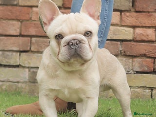 French Bulldog dogs - Advert 35