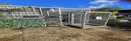 Cockatoo birds for sale: Macaw and Mollucan Cockatoo - Advert 14