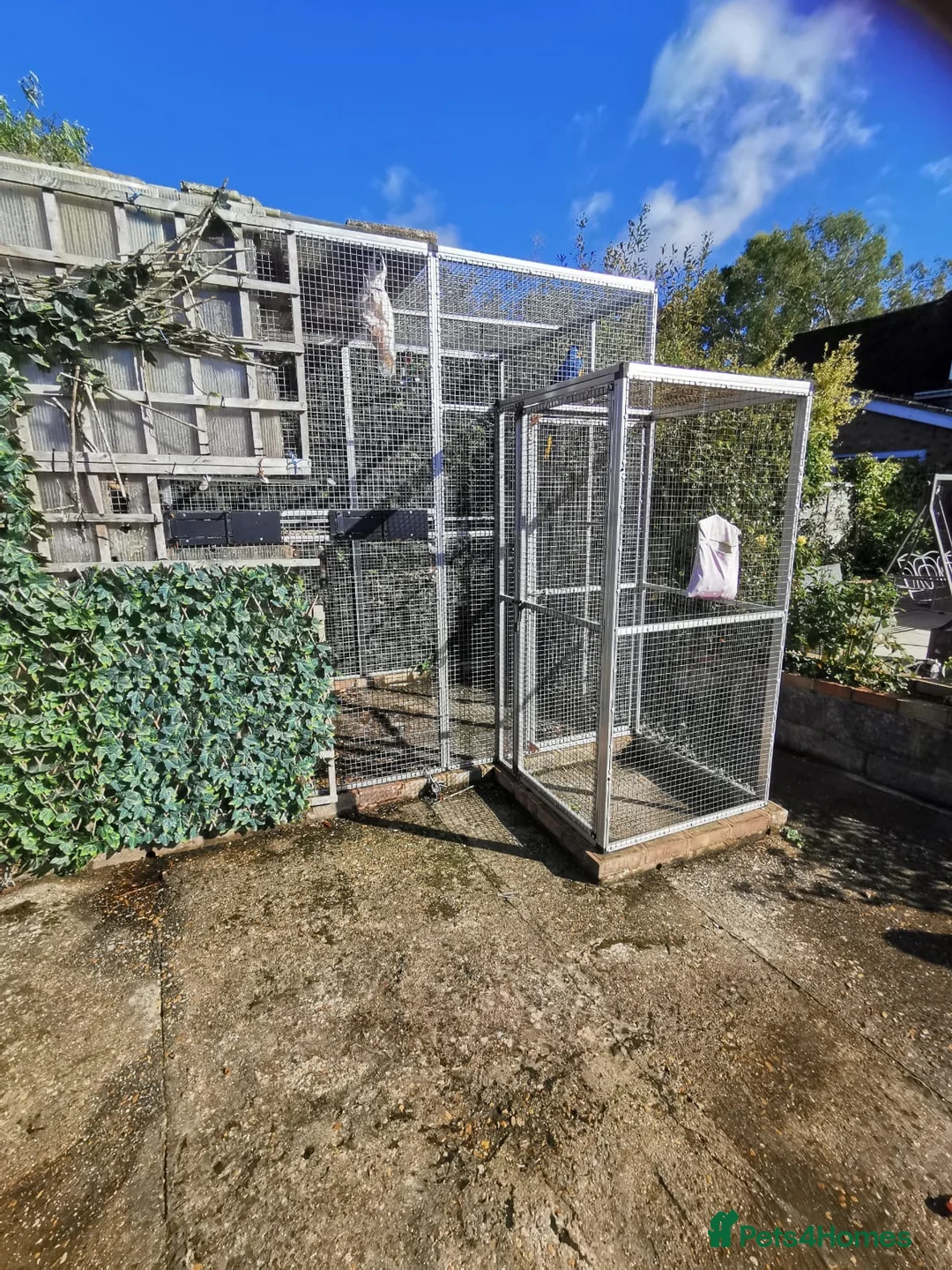 Cockatoo birds for sale: Macaw and Mollucan Cockatoo - Advert 14