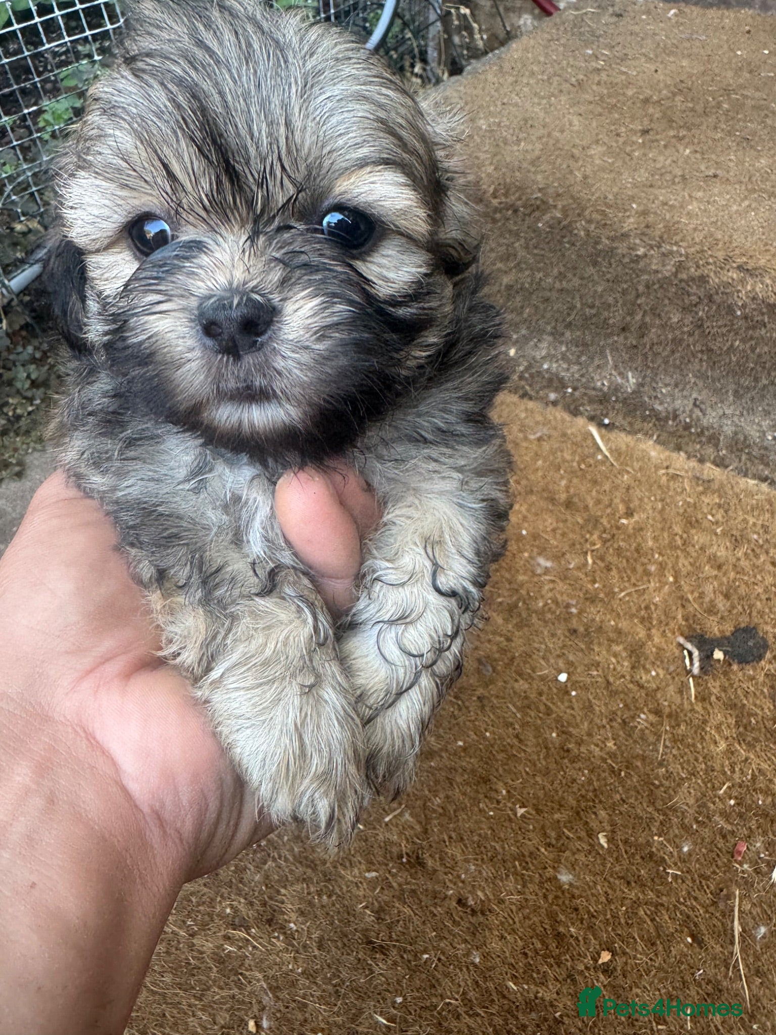 Shih Tzu dogs Shih Tzus Puppies for sale  - Advert 6