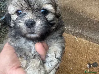 Shih Tzu dogs Shih Tzus Puppies for sale - Advert 6