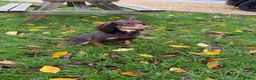 Cocker Spaniel dogs for sale: Kc Health Tested Working Cocker Pups - Advert 4