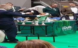 Beagle dogs for stud: TOP PRODUCING STUD CRUFTS QUALIFIED, CHAMPION BRED in Birmingham - Image 3