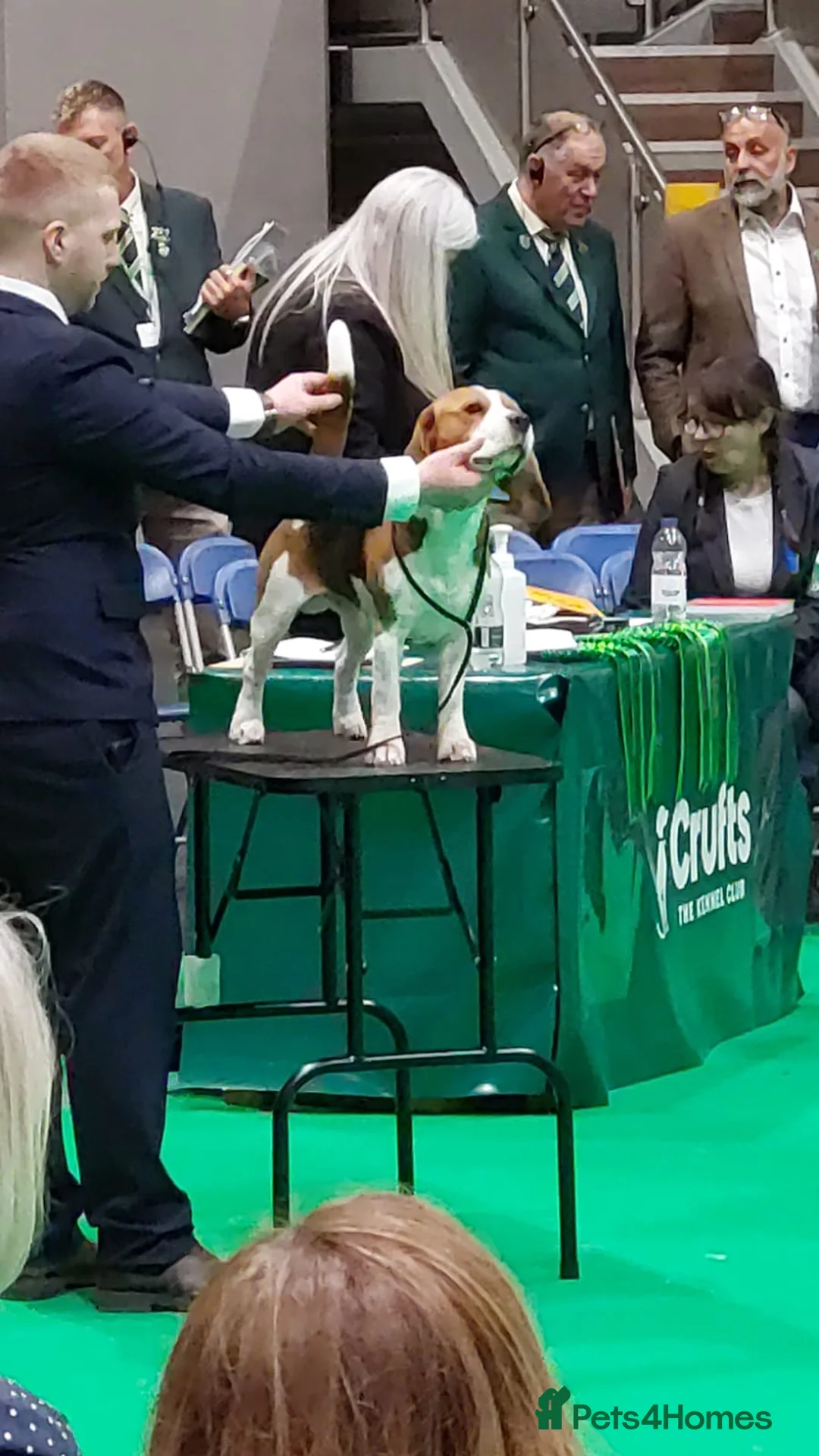 Beagle dogs for stud: TOP PRODUCING STUD CRUFTS QUALIFIED, CHAMPION BRED in Birmingham - Advert 4