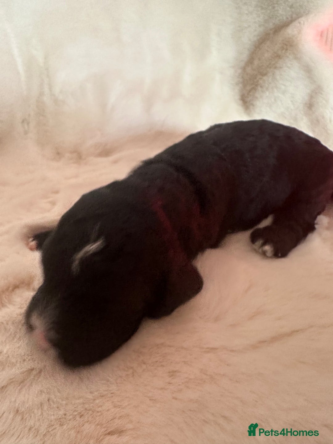 Cockapoo dogs for sale: Beautiful cockapoo puppies delivery possible - Image 32
