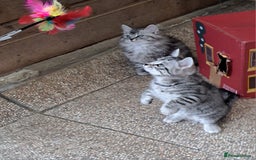 Siberian cats for sale: Stunning litter of Siberian x kittens - Image 6