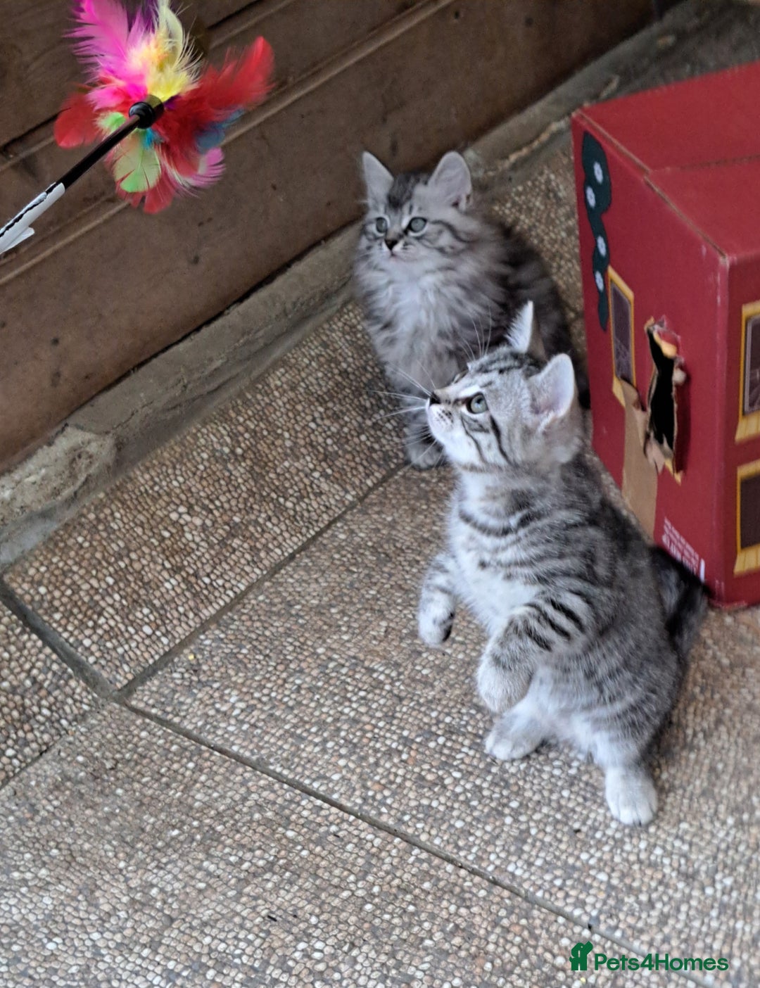 Siberian cats for sale: Stunning litter of Siberian x kittens - Image 6