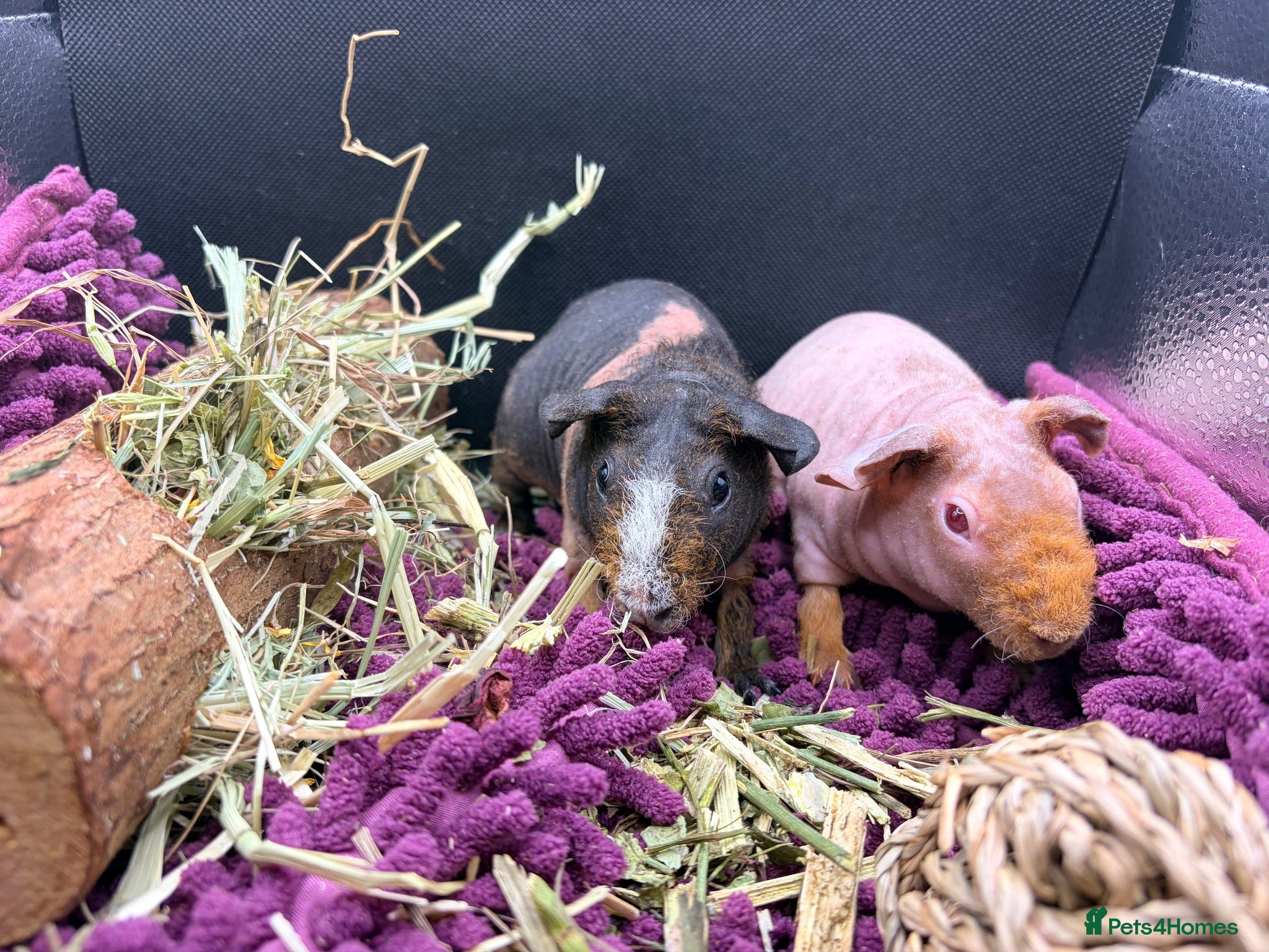 Guinea Pig rodents Pair of Skinny Pig Girls - Advert 19