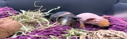 Guinea Pig rodents for sale: Pair of Girl Skinny Pigs - Advert 5