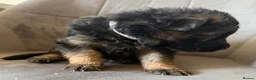 German Shepherd dogs for sale: 1 BOY LEFT!!!!!!Ready to go to new family  - Advert 20