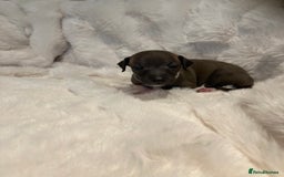 Italian Greyhound dogs for sale: Italian Greyhound Puppies - Image 3