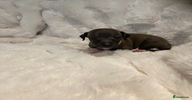 Italian Greyhound dogs - Advert 1