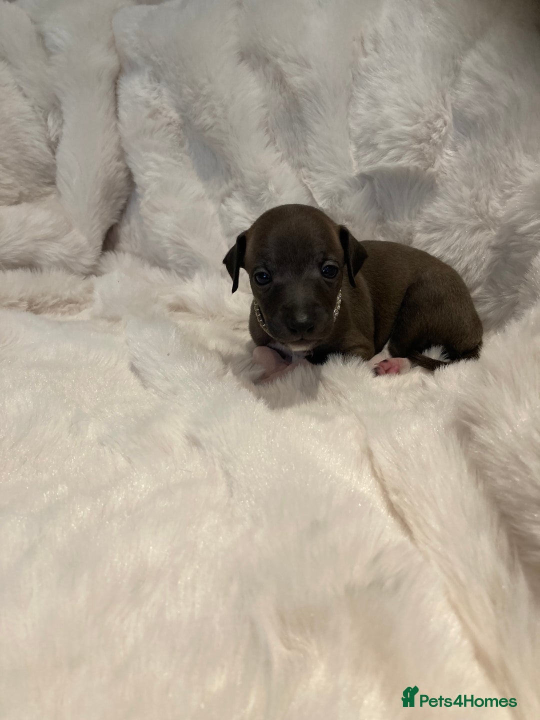 Italian Greyhound dogs for sale: Italian Greyhound Puppies - Image 3