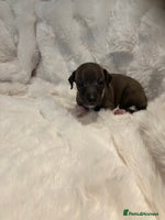 Italian Greyhound dogs - Advert 4