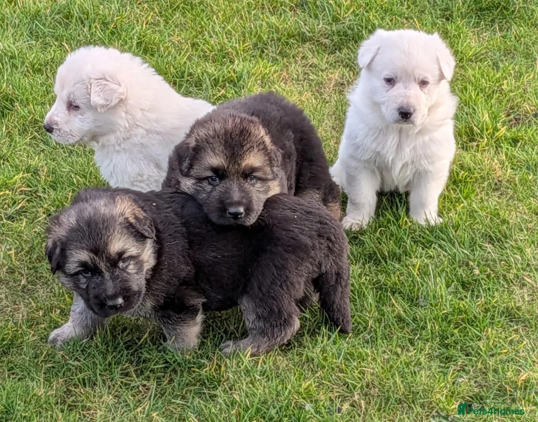 German Shepherd dogs for sale: German Shepherd puppies - Advert 1