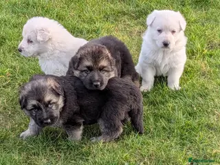 German Shepherd dogs German Shepherd puppies - Advert 1