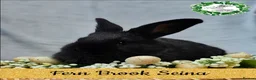 Continental Giant rabbits for sale: Purebred Continental Giants  - Advert 7