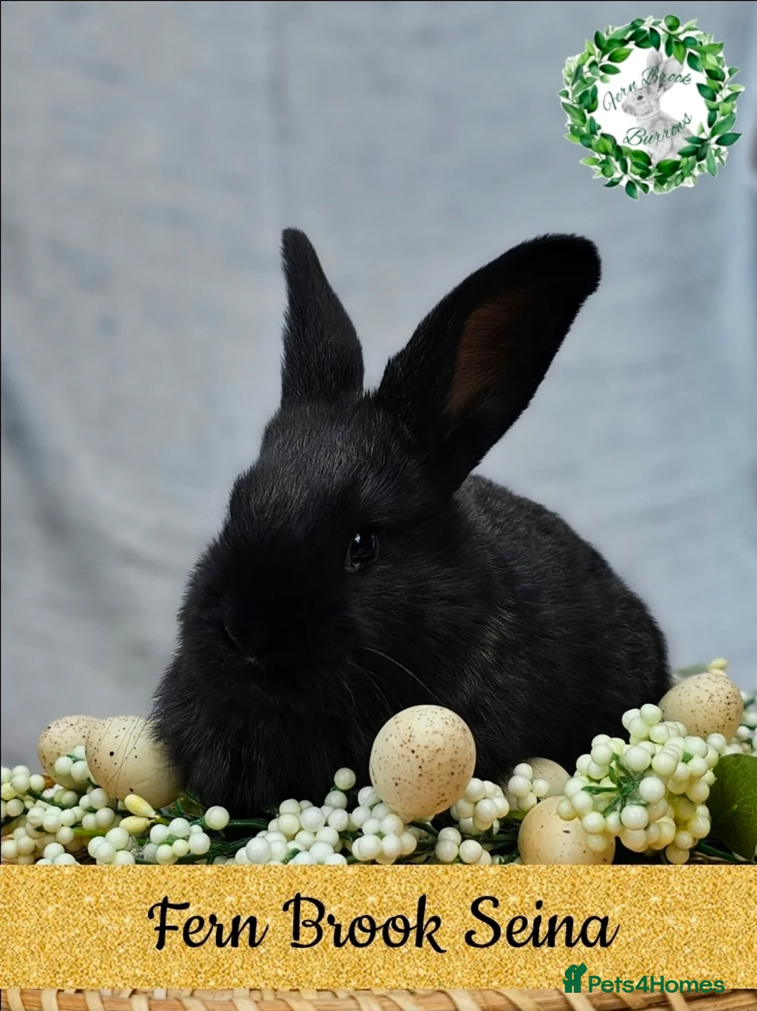 Continental Giant rabbits for sale: Purebred Continental Giants  - Advert 7