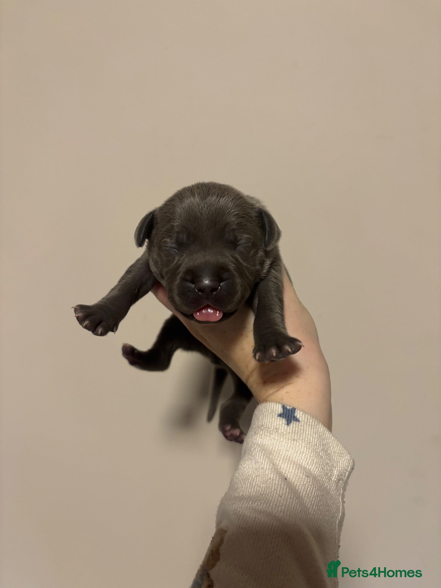 Staffordshire Bull Terrier dogs 10 Beautiful blue Staffordshire bull terrier pups - Advert 3