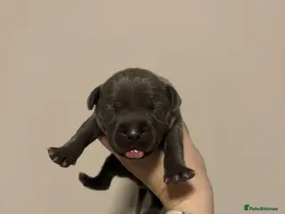 Staffordshire Bull Terrier dogs 10 Beautiful blue Staffordshire bull terrier pups - Advert 3