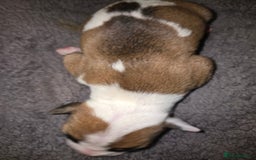American Bulldog dogs for sale: American bulldog pups for sale - Image 10