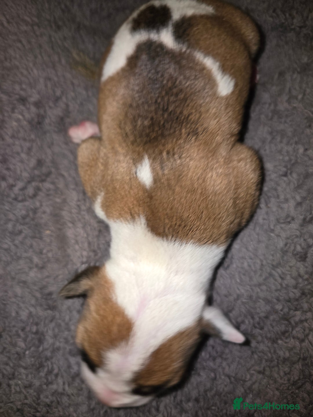 American Bulldog dogs for sale: American bulldog pups for sale - Image 10
