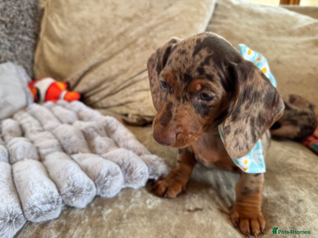 Miniature Dachshund dogs for sale: ❤️🐾💫 Outstanding Miniature Dachshunds 🐾❤️💫 - Image 13