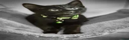 Mixed Breed cats for sale: Little boy - Advert 3