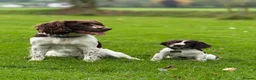 English Springer Spaniel dogs for stud: Exceptional English Springer Spaniel for stud. - Advert 2