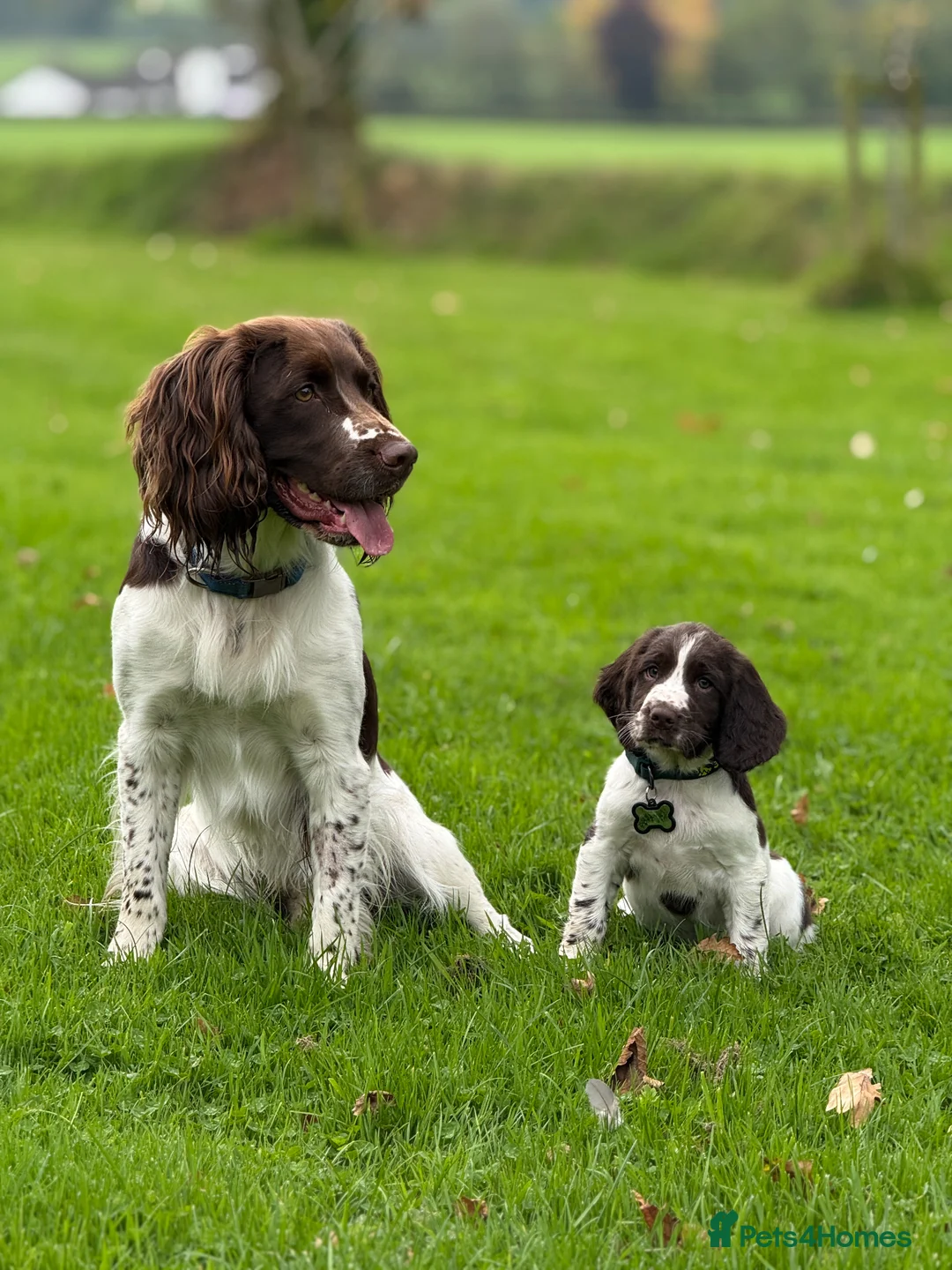 English Springer Spaniel dogs for stud: Exceptional English Springer Spaniel for stud. - Advert 2