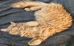 British Longhair cats for sale: Amber - British Semi Longhair - Image 5
