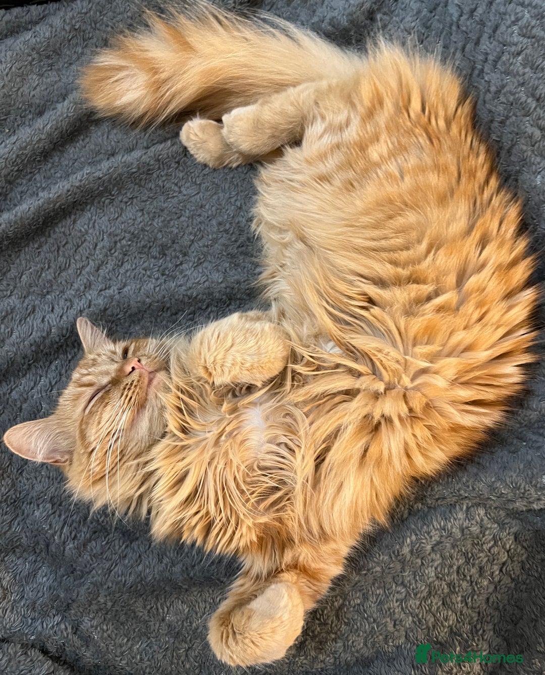 British Longhair cats for sale: Amber - British Semi Longhair - Image 5
