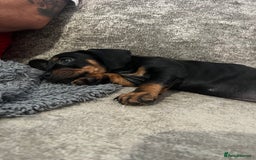 Mixed Breed dogs for sale: Miniature dachshund X French bulldog  - Image 36