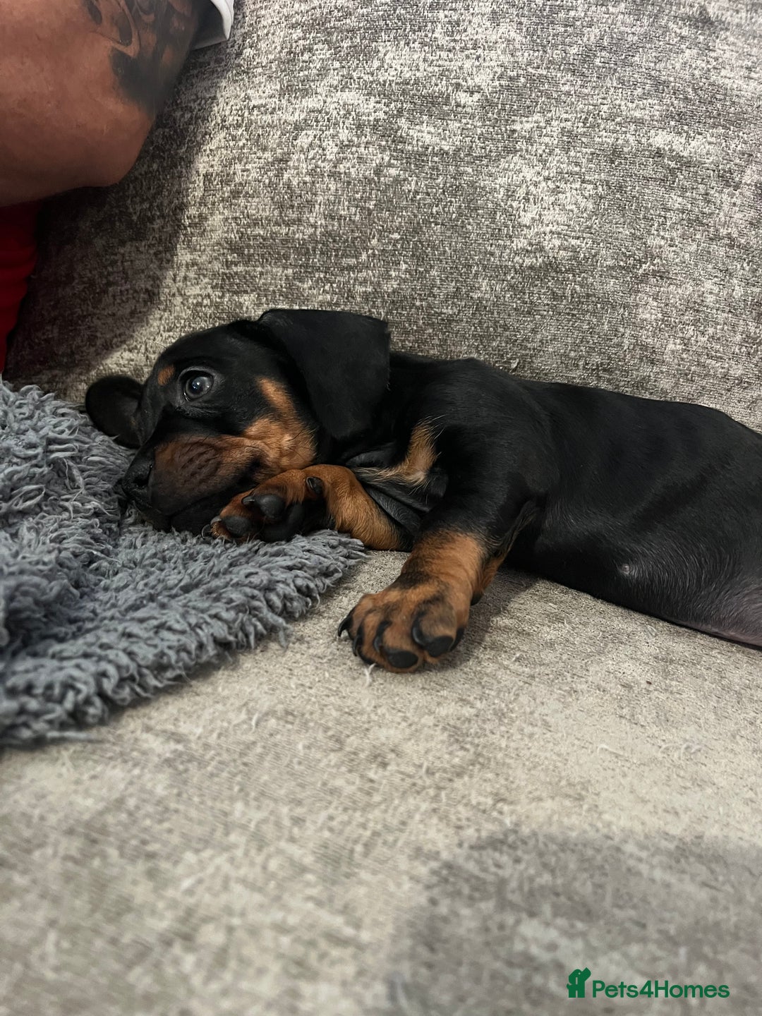 Mixed Breed dogs for sale: Miniature dachshund X French bulldog  - Image 36