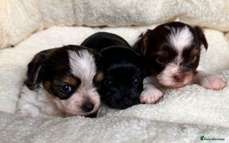 Yorkshire Terrier dogs for sale: DNA tested parents possible Dilution Yorkies - Image 1